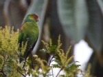 Red-faced Parrot